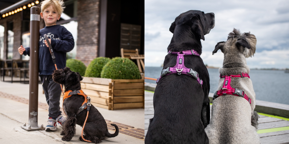 Dog Copenhagen ドッグコペンハーゲン 公式サイト 犬用 ペット用首輪 ハーネス リード 株式会社マカミ Makami Co Ltd